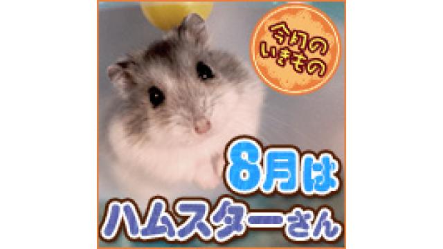 【8月】毎週金曜日18：00～6時間ハムスターさんを見守ろう＠実験放送