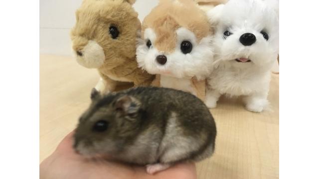 【8/17】今週金曜日18：00～ハムスターさんを見守ろう＠実験放送