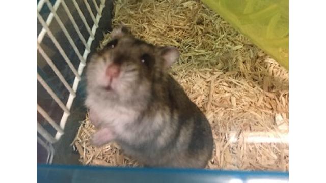 【8/24】今週金曜日18：00～ハムスターさんを見守ろう＠実験放送