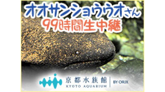 【9/5~】オオサンショウウオさん99時間生中継＠京都水族館