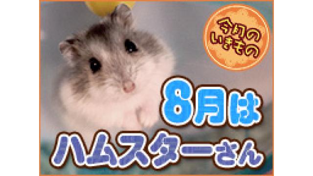 【ラスト】8/31[金]18：00～ハムスターさんを見守ろう