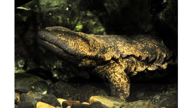 【今日から】オオサンショウウオさん99時間生中継＠京都水族館