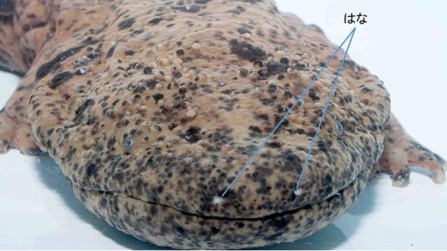 【復旧しました】オオサンショウウオ生放送