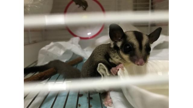 番組中の障害につきまして/フクロモモンガさん観察放送