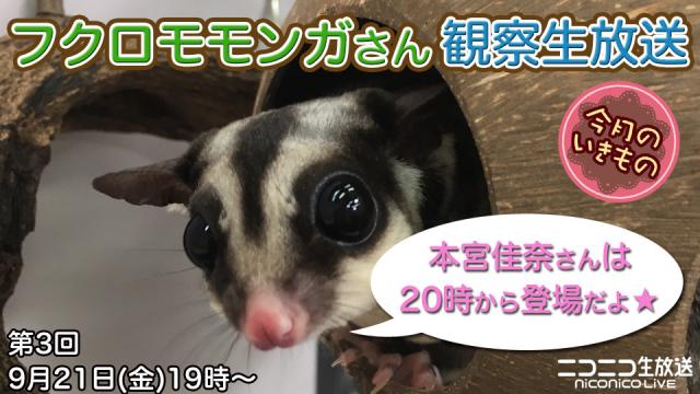 【本宮佳奈と一緒に】フクロモモンガさんを観察しよう！