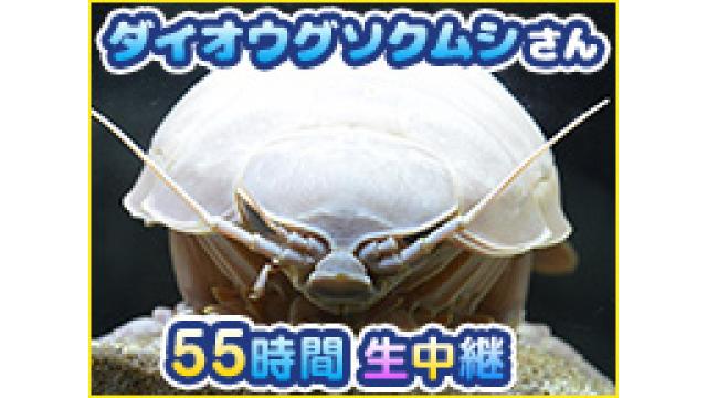【10月は】ダイオウグソクムシさん55時間生中継＠鳥羽水族館
