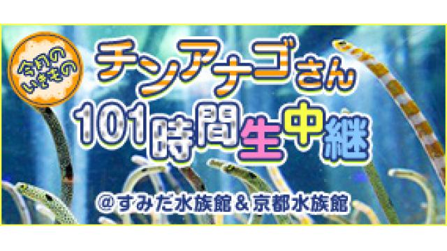 【11月】チンアナゴさん101時間生中継＠すみだ水族館＆京都水族館