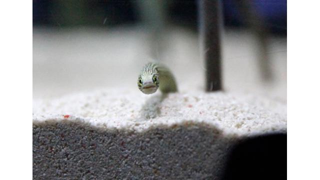 【今日から】チンアナゴさん101時間生中継＠すみだ水族館＆京都水族館