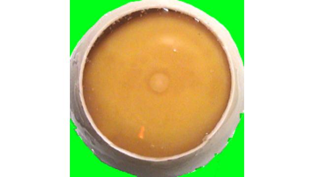 【鶏の孵化観察】体外培養胚につきまして