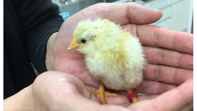 【ひよこの孵化観察】とまとさんの動画をアップロードしました！