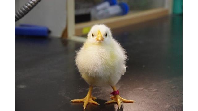 【ひよこさん】現在のお姿写真が届きました！