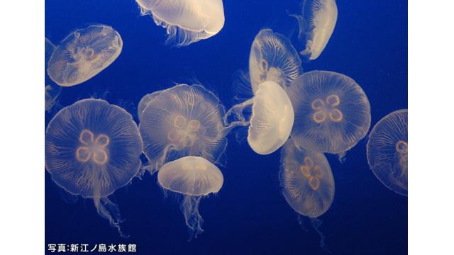 赤ちゃんクラゲの誕生12時間生中継＠新江ノ島水族館