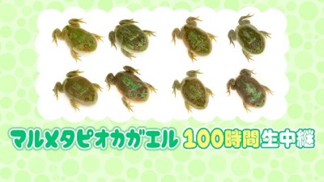 【お待たせいたしました】マルメタピオカガエル100時間生中継