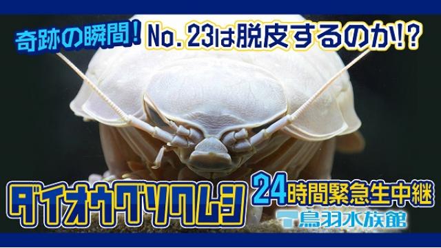 奇跡の瞬間!№23は脱皮するのか!?ダイオウグソクムシ24時間緊急生中継＠鳥羽水族館