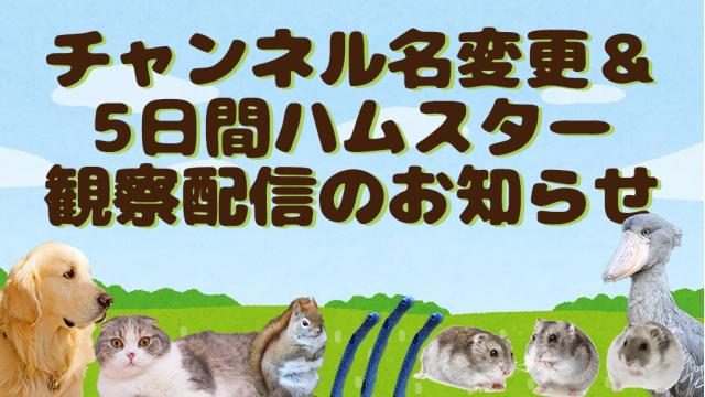 【8/9～】5日間ハムスター観察配信のお知らせ
