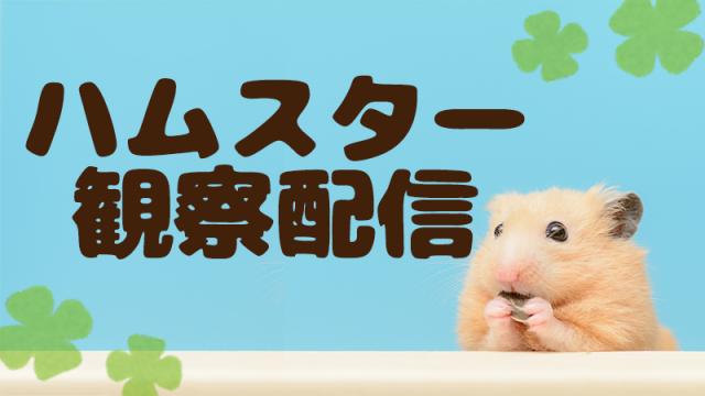 【10/8の配信はお休みです】ハムスター観察配信のお知らせ
