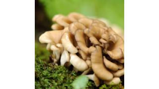 キノコ類で一番ダイエット向き！舞茸に含まれる成分&はたらきを紹介