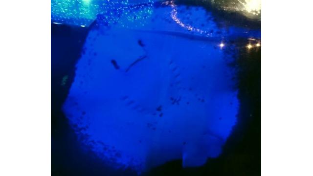 【速報】イベントのお知らせです