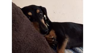 ぴの耳より情報 (7/14) 私を月に連れてって! (ぴ)