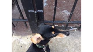 ぴの耳より情報 (7/21) 「その手はないよ!」 と「ミソボナーラ」の2本立て