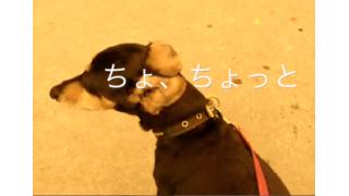 ぴの耳より情報 (8/14) 「ぴ散歩 3」アップしました!