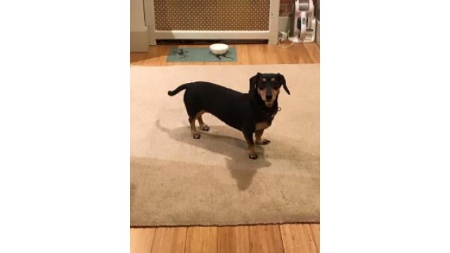 ぴの耳より情報　公開収録(9/15)が決定しました!