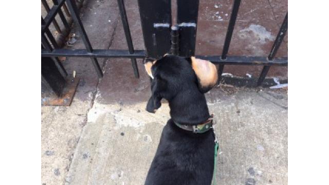 ぴの耳より情報 (9/17) 追いついた?