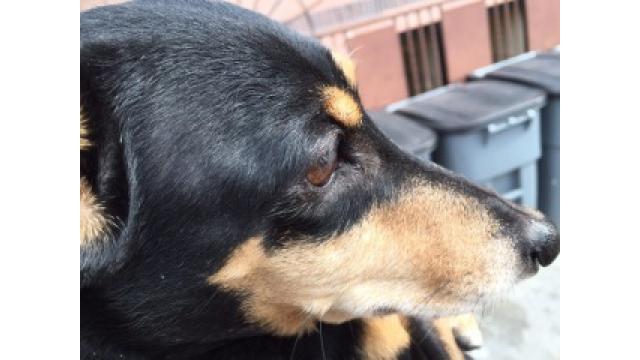 ぴの耳より情報 ラジオ生出演(9/20)は続く...