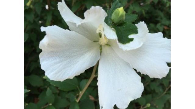 ブルックリン物語  #24  I’m Gonna Sit Right Down And Write Myself A Letter 「手紙でも書こう」