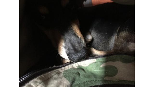 ぴちゃんの手術