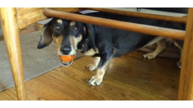 ぴの耳より情報  (9/29) 【ぴ散歩 4】の登場です!