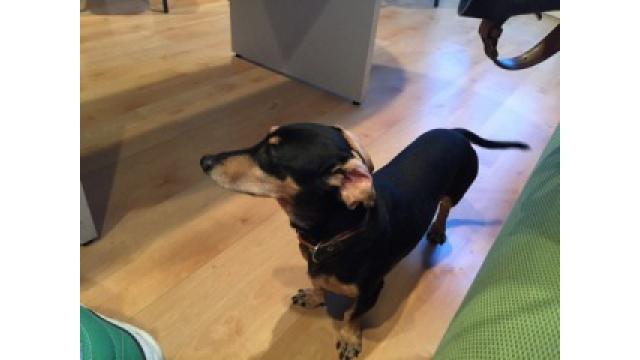 ぴの耳より情報(10/19) ブルックリン物語#27「星に願いを」後編