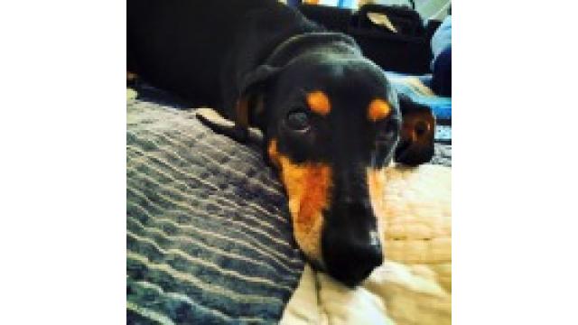 ぴの耳より情報 (10/27) 「ブルックリン物語#28」はチャップリンの名曲「Smile」