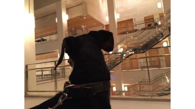 ブルックリン物語 #29 Autumn Leaves 「枯葉」(前編)