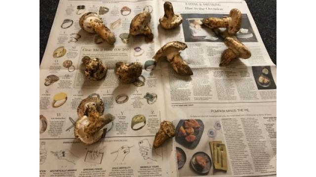 ぴの耳より情報 (11/24) 大江屋レシピはシアトル産・松茸ご飯