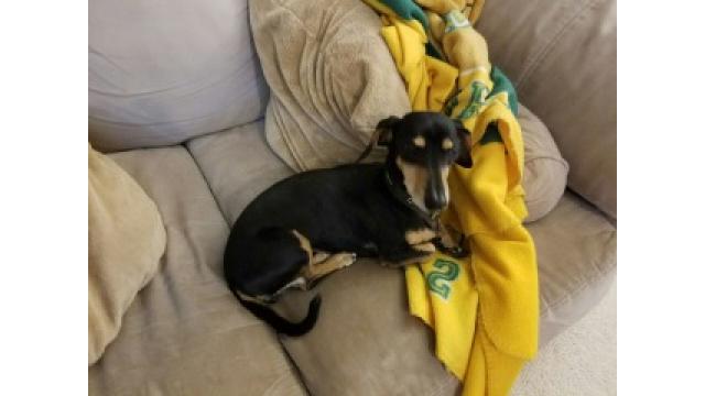 ぴの耳より情報 (11/30) 今年もたくさんありがとう。