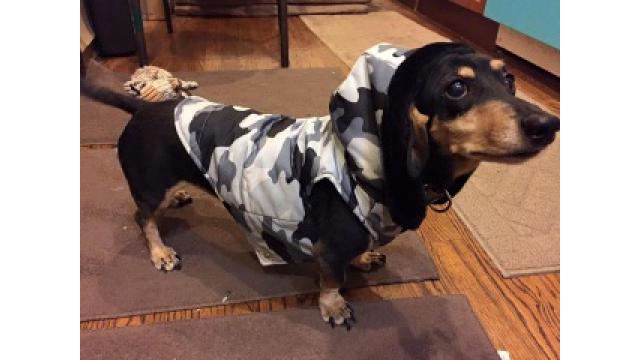 ぴの耳より情報 (1/20) 「ブルックリン物語#35」アップしました! スカパー特番のお知らせ!