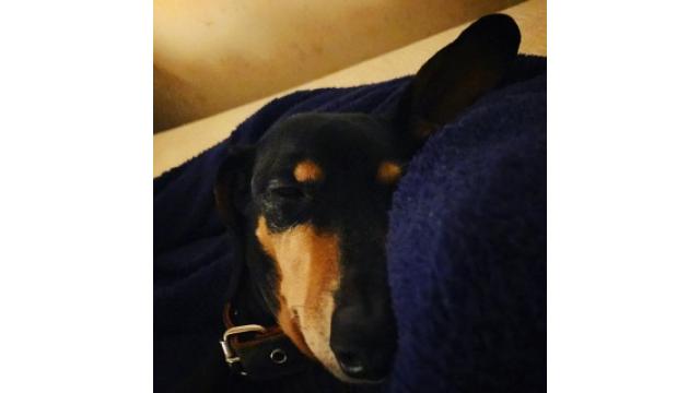 スヤスヤスヤスヤスヤスヤスヤスヤ