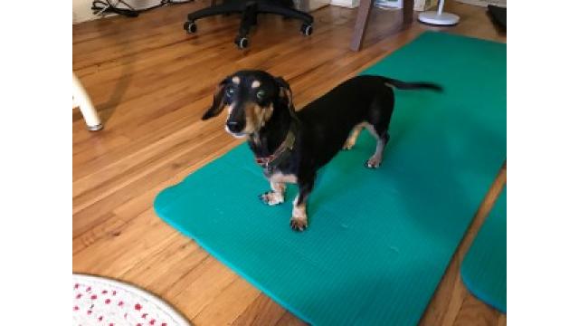 ぴの耳より情報 (3/16) 今週は「ブルックリン物語#39」メキシコ紀行(前編)をお届けします!