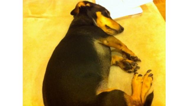 ぴの耳より情報 (4/20) 今週は大江屋レシピ「みかんのセレナーデ」「オックステールスープ」の2本立て!