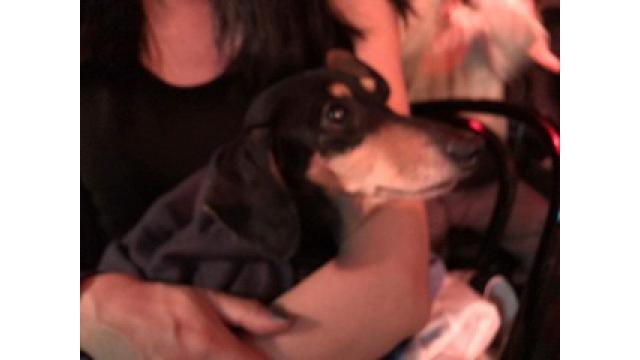 Peace listens to ...