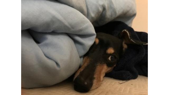 ぴの耳より情報 (4/27) 今週は「ブルックリン物語#41」ですよ!