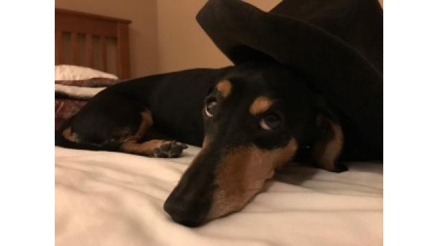 ぴの耳より情報 (5/25) 大江屋レシピ(33)を更新します。