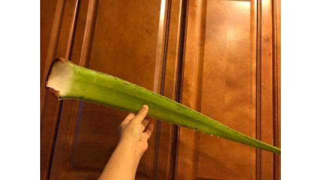 大江屋レシピ(36)「アロエの刺身」の巻