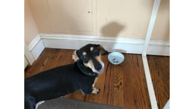 ぴの耳より情報 (7/20) 今週のレシピは甘いの? すっぱいの?