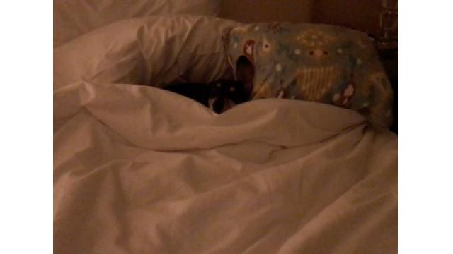 ぴの耳より情報 (8/31) 大江屋レシピ(44)と「ぴ散歩　番外編」