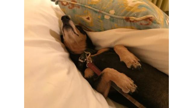 ぴの耳より情報 (9/23) 「web ザテレビジョン」で紹介されました!