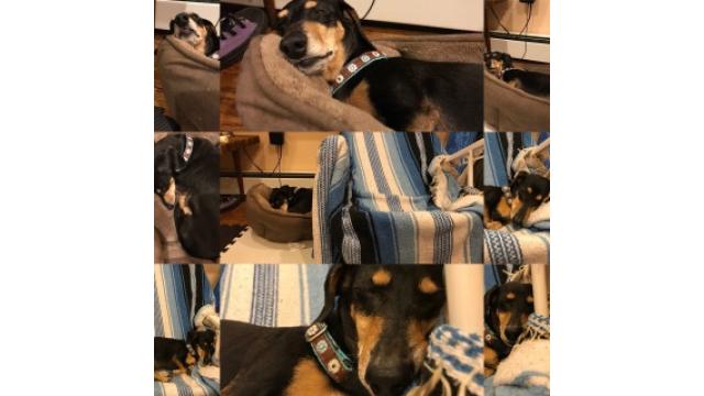 女のこだーい！