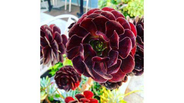 ブルックリン物語　#46 　虹の彼方に　Over The Rainbow