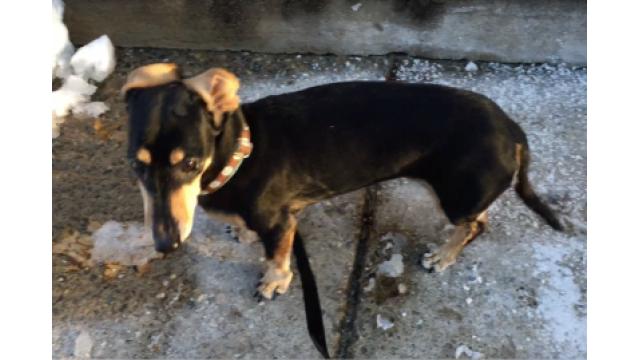 ぴの耳より情報(1/4/2018) カモン! ぴーす!! 今年もエモーショナルな情報をブルックリンから。